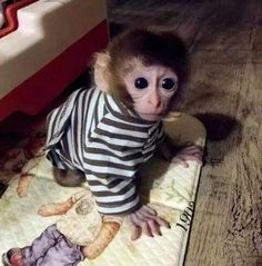 a monkey sitting on top of a mattress wearing a striped shirt and pants with its eyes wide open