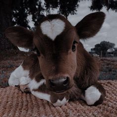 a brown and white cow laying on top of a blanket