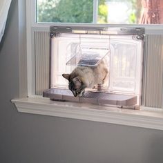 a cat is sitting in the window sill