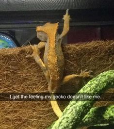 a lizard that is sitting on top of some hay with the caption i get the feeling my gecko doesn't like me