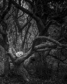 a black and white photo of a tree with a cat in it's head