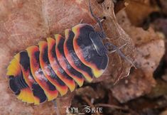 a close up of a caterpillar on a leaf in the forest with orange and yellow stripes