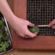 two hands are holding plants in front of a window sill with wire grate