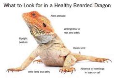 an image of a bearded dragon labeled in words