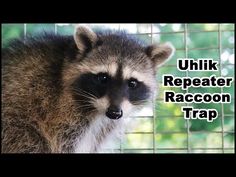 a raccoon that is standing in front of a fence with the words uhlik repeater raccoon trap