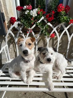 two small dogs sitting on a white bench next to red and white flowers in front of a window