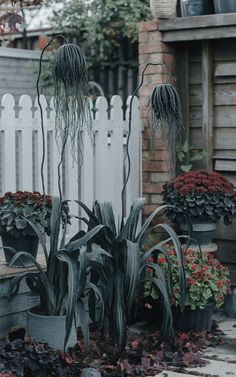 several potted plants in front of a white picket fence