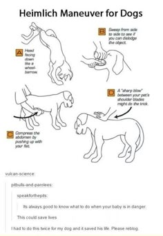 an image of dogs and their names on the page, which includes instructions for how to use