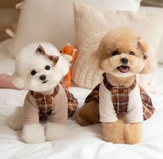 two small dogs sitting on top of a white bed next to pillows and stuffed animals