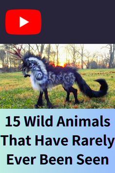 an animal that is standing in the grass with text over it saying, 15 wild animals that have barely ever been seen