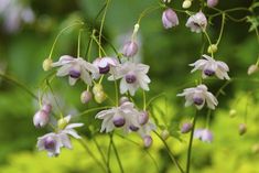 some white and purple flowers are in the grass