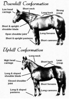 an image of horses that are labeled in different languages on the page, which includes information about them