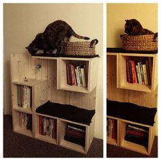 two pictures of cats sitting on top of bookshelves