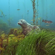 an animal that is in the grass near some plants and other things on the water