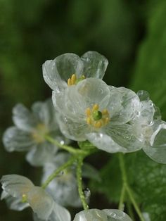 some white flowers with water droplets on them