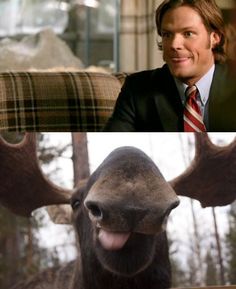 an image of a man in a suit and tie next to a photo of a moose