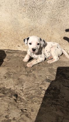 a white and black dog laying on the ground next to a cement wall with its shadow