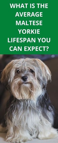 a dog sitting on top of a couch with the caption what is the average yorkie yorkie life span you can expect?