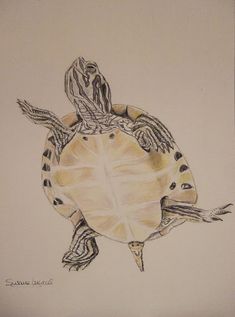 a drawing of a turtle on white paper