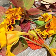 some yellow flowers and leaves on the ground