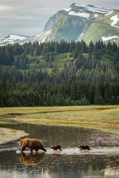 three bears are walking in the water near mountains