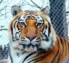 a large tiger standing in front of a chain link fence and looking at the camera