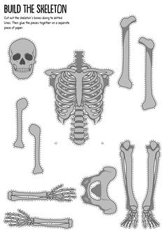 the skeleton and bones are shown in this paper cut out pattern, which includes different types of