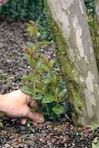 a hand reaching for a plant growing from the ground next to a tree