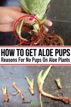 how to get aloe pups for no purs on aloe plants