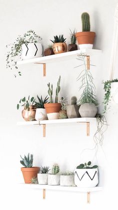 several potted plants are arranged on shelves in the corner of a white walled room