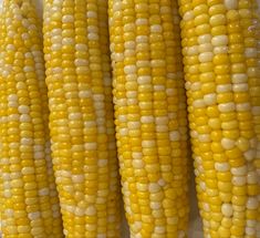 corn on the cob with white and yellow kernels