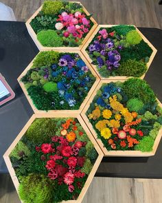 four hexagonal trays filled with flowers and plants on a table next to a cell phone