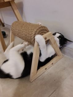 a black and white cat playing with a scratching post