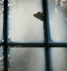 a butterfly is sitting on the window sill