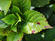 some green leaves with red spots on them