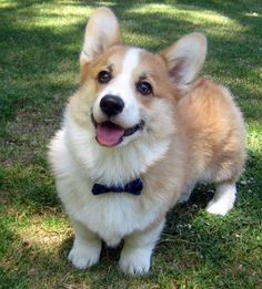 a brown and white dog sitting in the grass