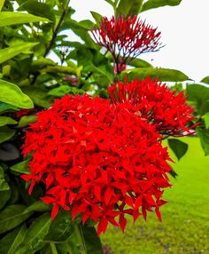 red flowers are blooming in the garden