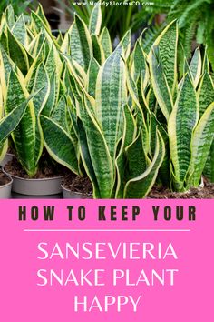 some plants that are growing in pots with the words how to keep your san seviera snake plant happy