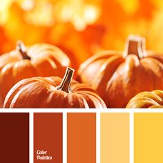 several pumpkins with different shades of orange and yellow