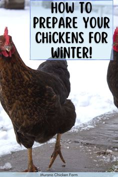 prepare your chickens for Winter Chicken Houses, Dixie Chicks, Backyard Flocks, Egg Production