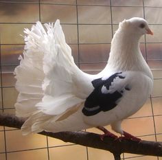 a white and black bird sitting on top of a tree branch next to a wire fence