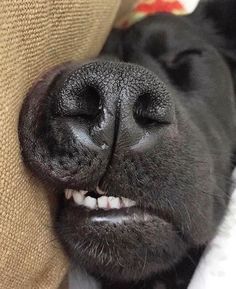 a black dog laying on top of a couch next to a brown pillow and smiling