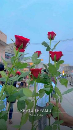 people walking down the street with red roses in front of them and one person taking a photo