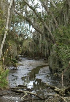 a river running through a forest filled with trees covered in spanish moss and lichen