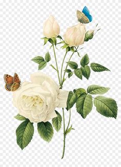 white roses and butterflies on a branch with leaves, hd png clipart transparent background