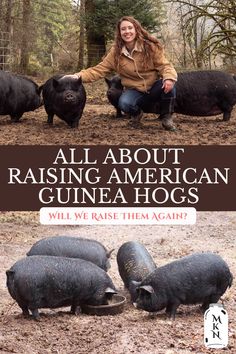 all about raising american guinea hogs will we raise them again? cover image with caption