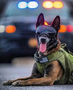 a german shepard dog wearing an army vest and goggles with his tongue hanging out