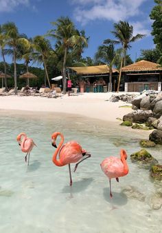 three pink flamingos standing in shallow water at the beach with palm trees behind them