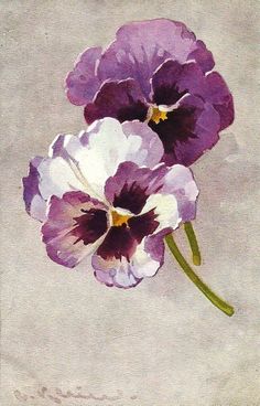 two purple and white pansies on a gray background