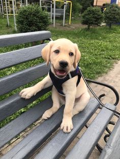 a yellow lab puppy sitting on top of a wooden bench